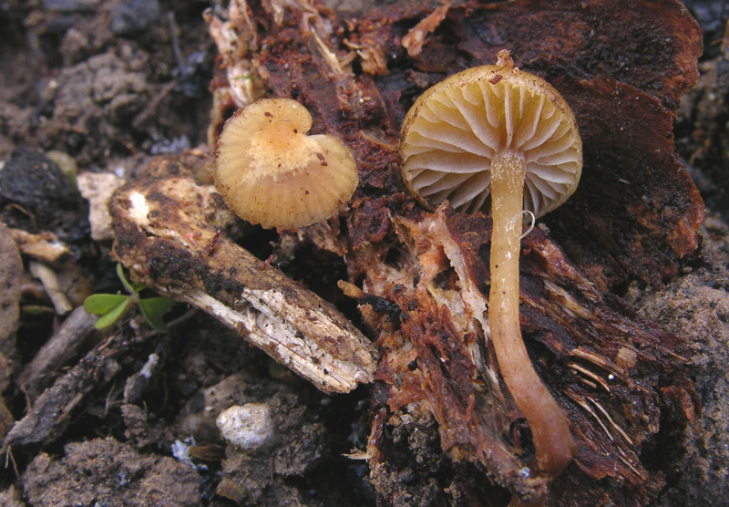 Galerina da determinare n�23.